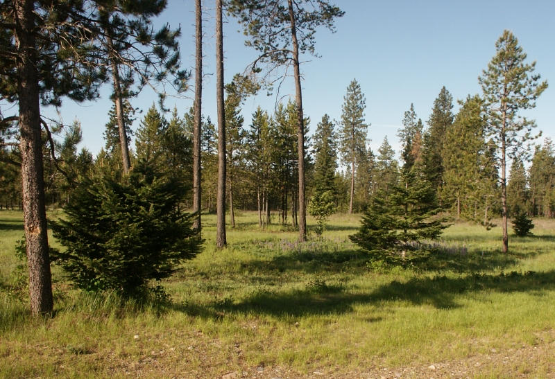 B6 West Flatwoods Loop Rathdrum, ID 83858 - Photo 1 of 1 04 Green Grass 800