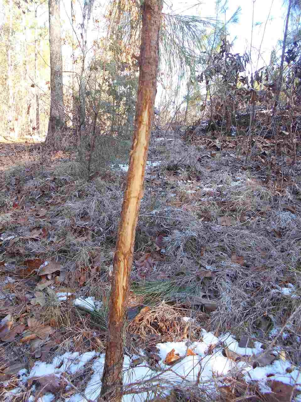 0 Minshew Road Carthage, MS 39051 - Photo 13 of 22 Photo 13