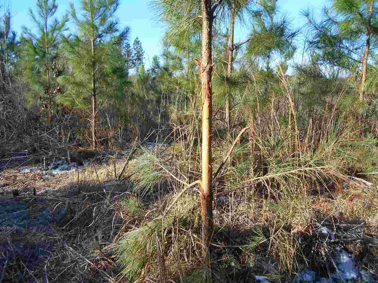 0 Minshew Road Carthage, MS 39051 - Photo 20 of 22 Photo 20