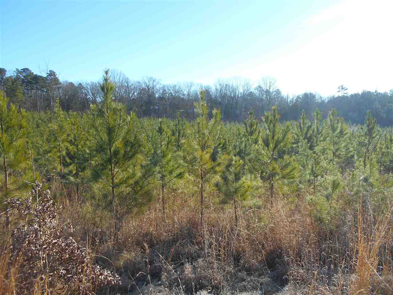 0 Minshew Road Carthage, MS 39051 - Photo 3 of 22 Photo 3