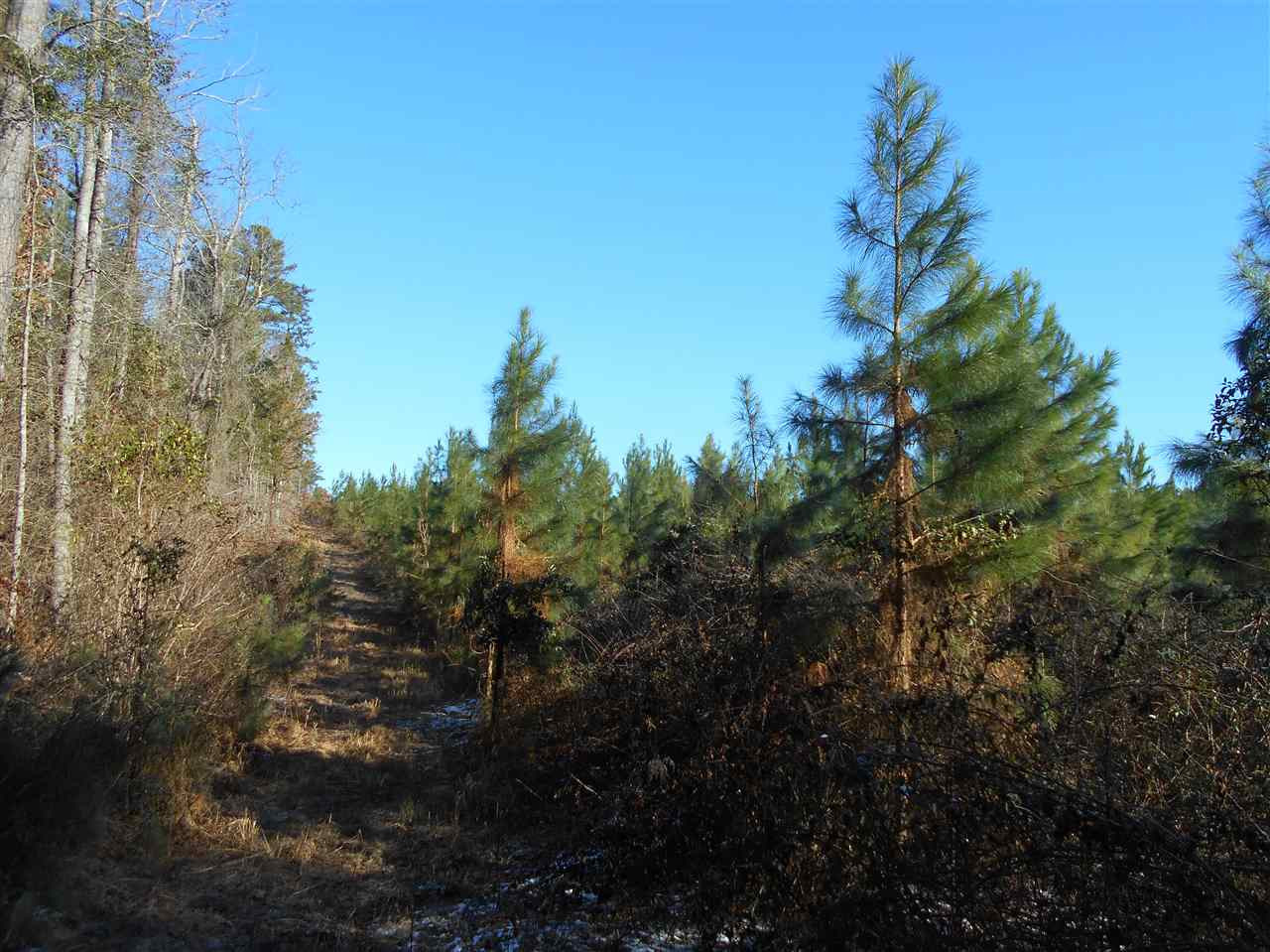 0 Minshew Road Carthage, MS 39051 - Photo 4 of 22 Photo 4