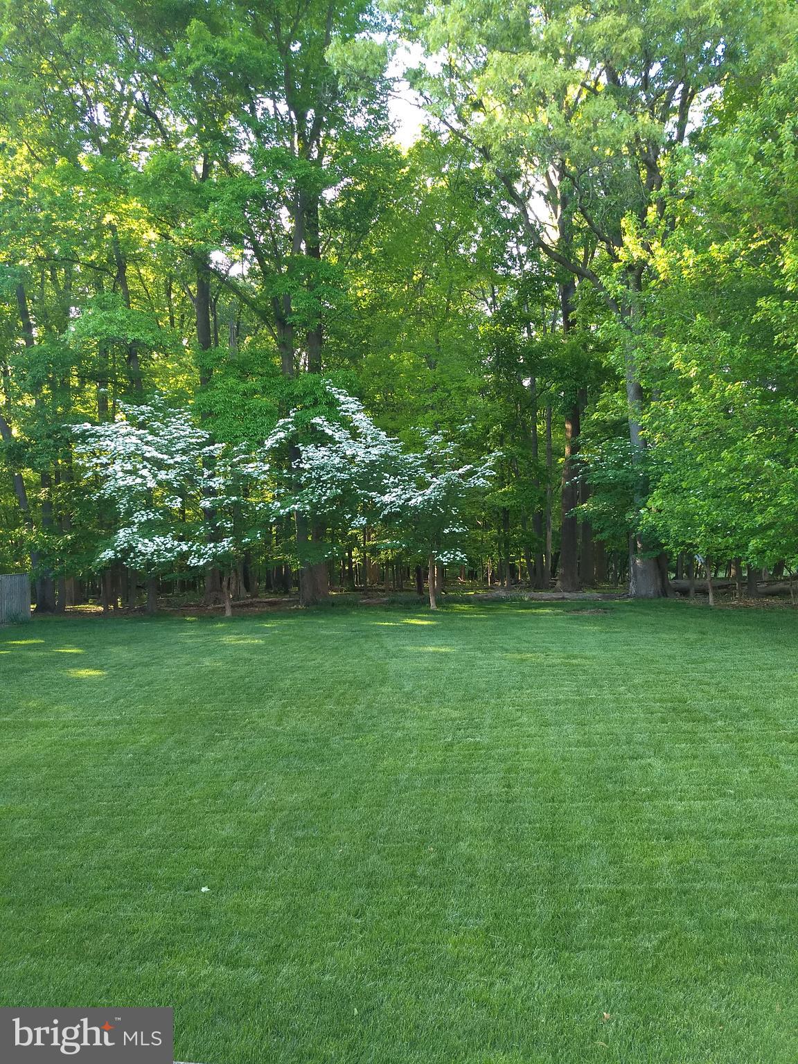 3006 Novak Terrace Burtonsville, MD 20866 - Photo 41 of 71 a view of a yard with a trees