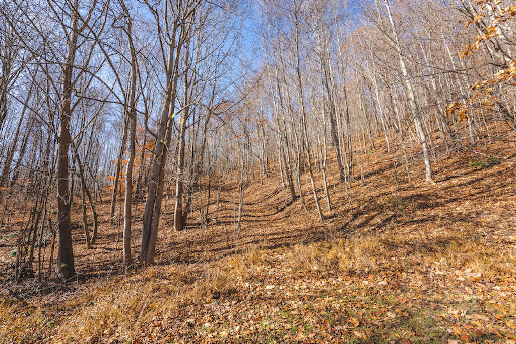 0 Pleasantview Road Austinville, VA 24312 - Photo 34 of 87 DSC03899
