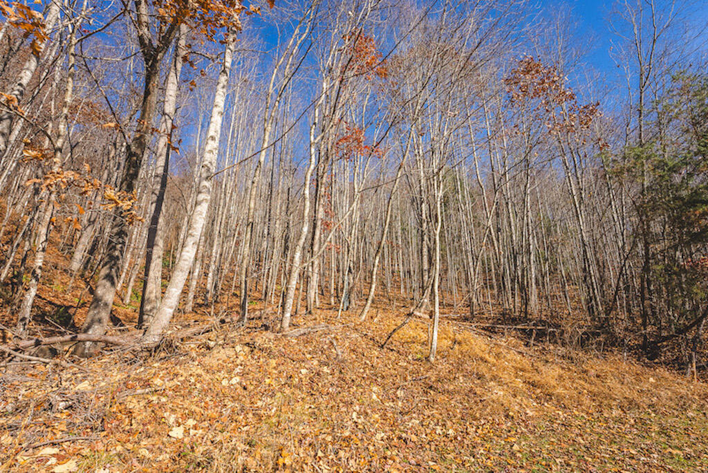 0 Pleasantview Road Austinville, VA 24312 - Photo 36 of 87 DSC03901
