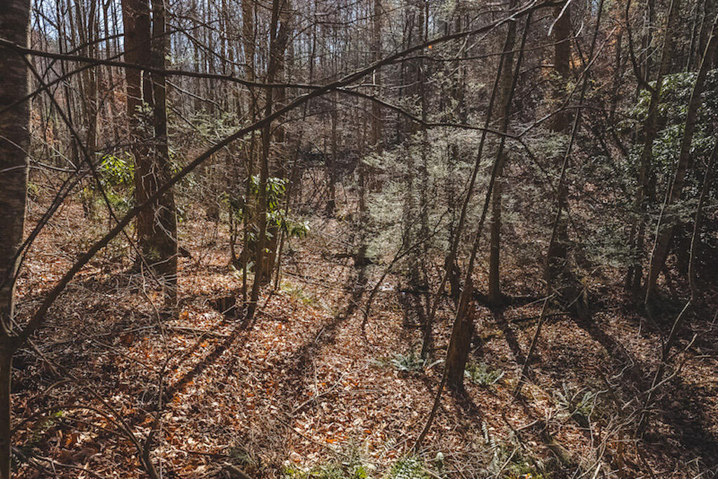 0 Pleasantview Road Austinville, VA 24312 - Photo 47 of 87 DSC03916