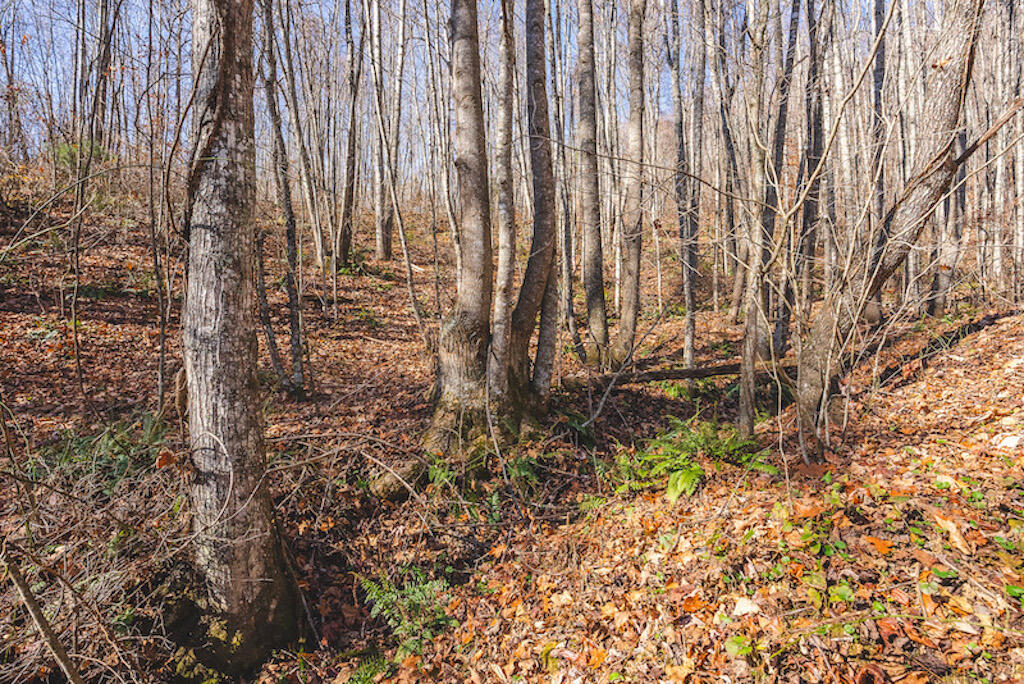 0 Pleasantview Road Austinville, VA 24312 - Photo 51 of 87 DSC03921