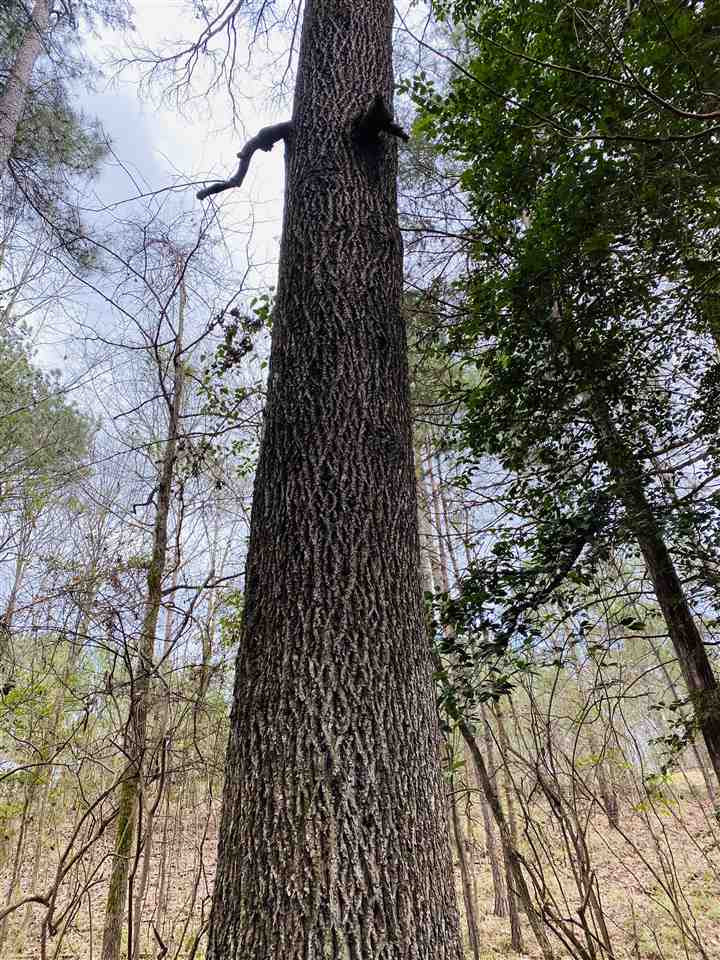 0 Bethel Road Kosciusko, MS 39090 - Photo 13 of 27 Photo 13