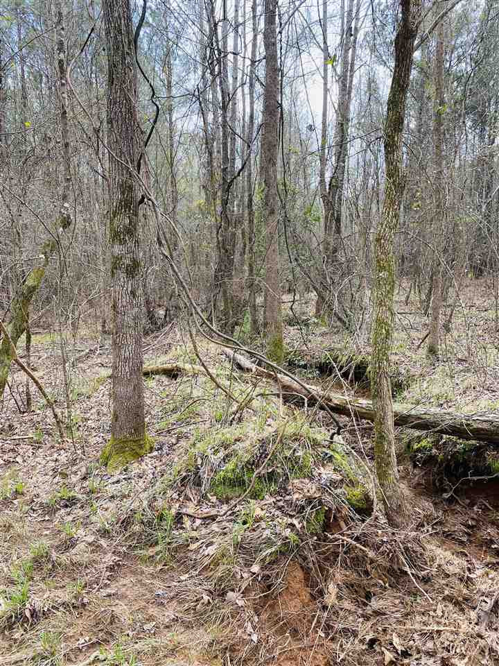 0 Bethel Road Kosciusko, MS 39090 - Photo 3 of 27 Photo 3