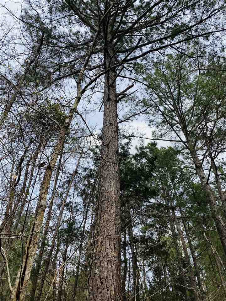 0 Bethel Road Kosciusko, MS 39090 - Photo 6 of 27 Photo 6