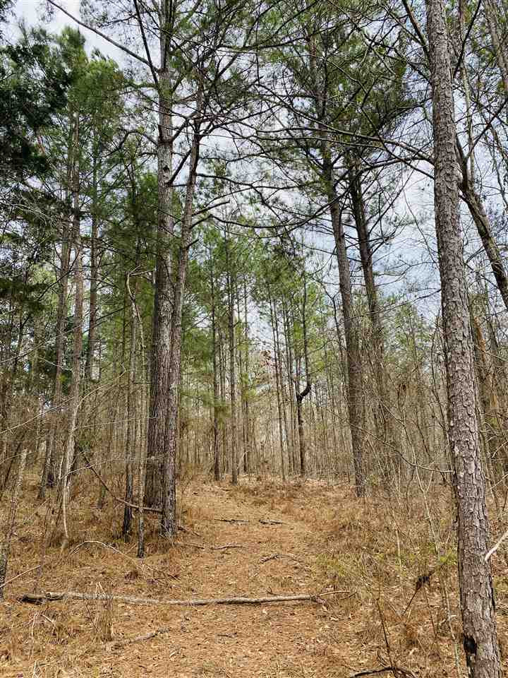 0 Bethel Road Kosciusko, MS 39090 - Photo 7 of 27 Photo 7