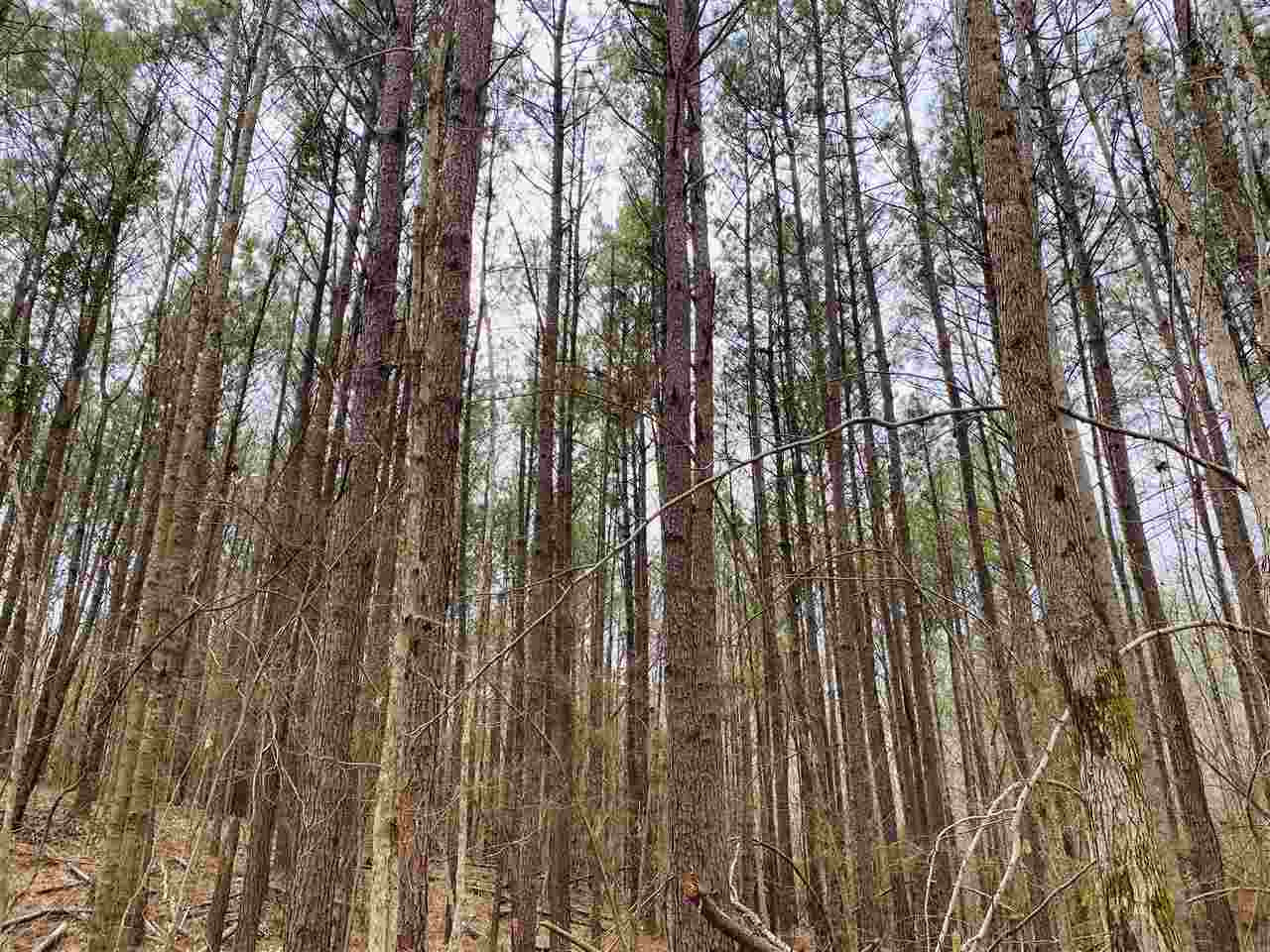 0 Bethel Road Kosciusko, MS 39090 - Photo 8 of 27 Photo 8