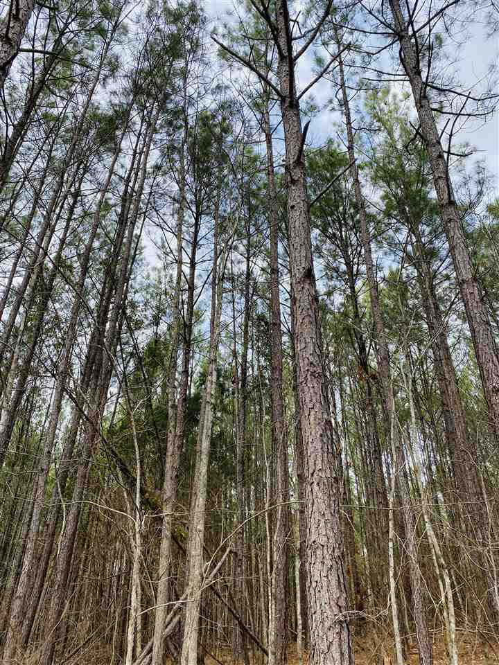 0 Bethel Road Kosciusko, MS 39090 - Photo 9 of 27 Photo 9