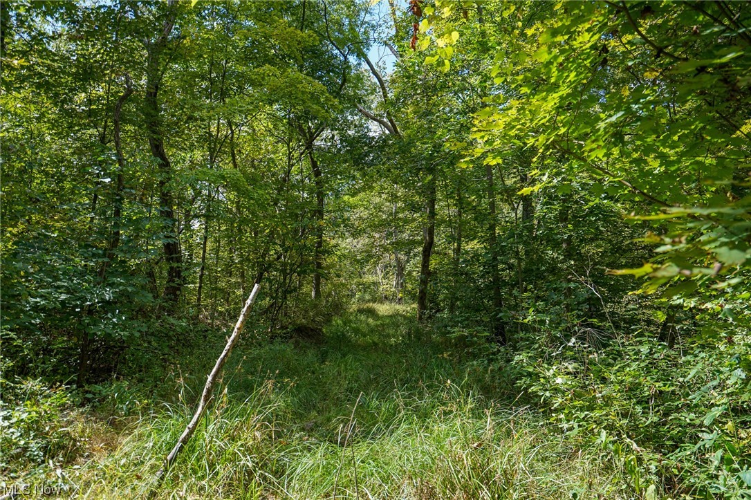 Morningstar Road Blue Rock, OH 43720 - Photo 12 of 22 View of local wilderness