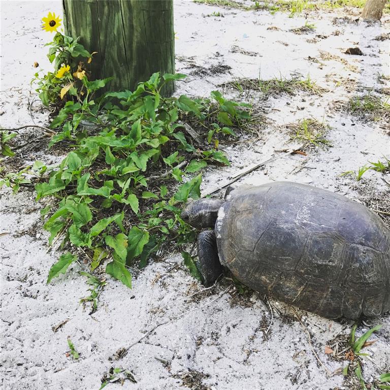 8146 Little Gasparilla Placida, FL 33946 - Photo 9 of 16 a view of a garden with plants