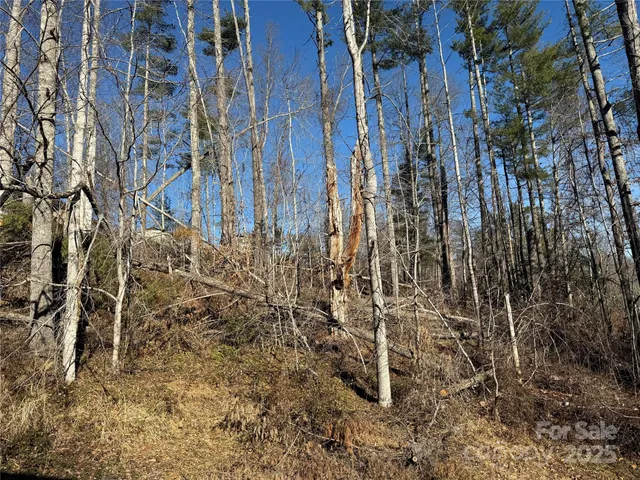 a view of a yard with plants