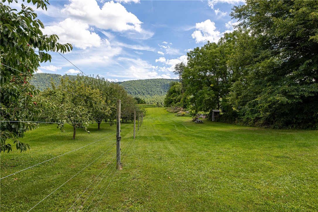 7780 Cold Springs Road Bath, NY 14810 - Photo 32 of 50 Lush rolling hills and mountain views frame this expansive green orchard landscape.