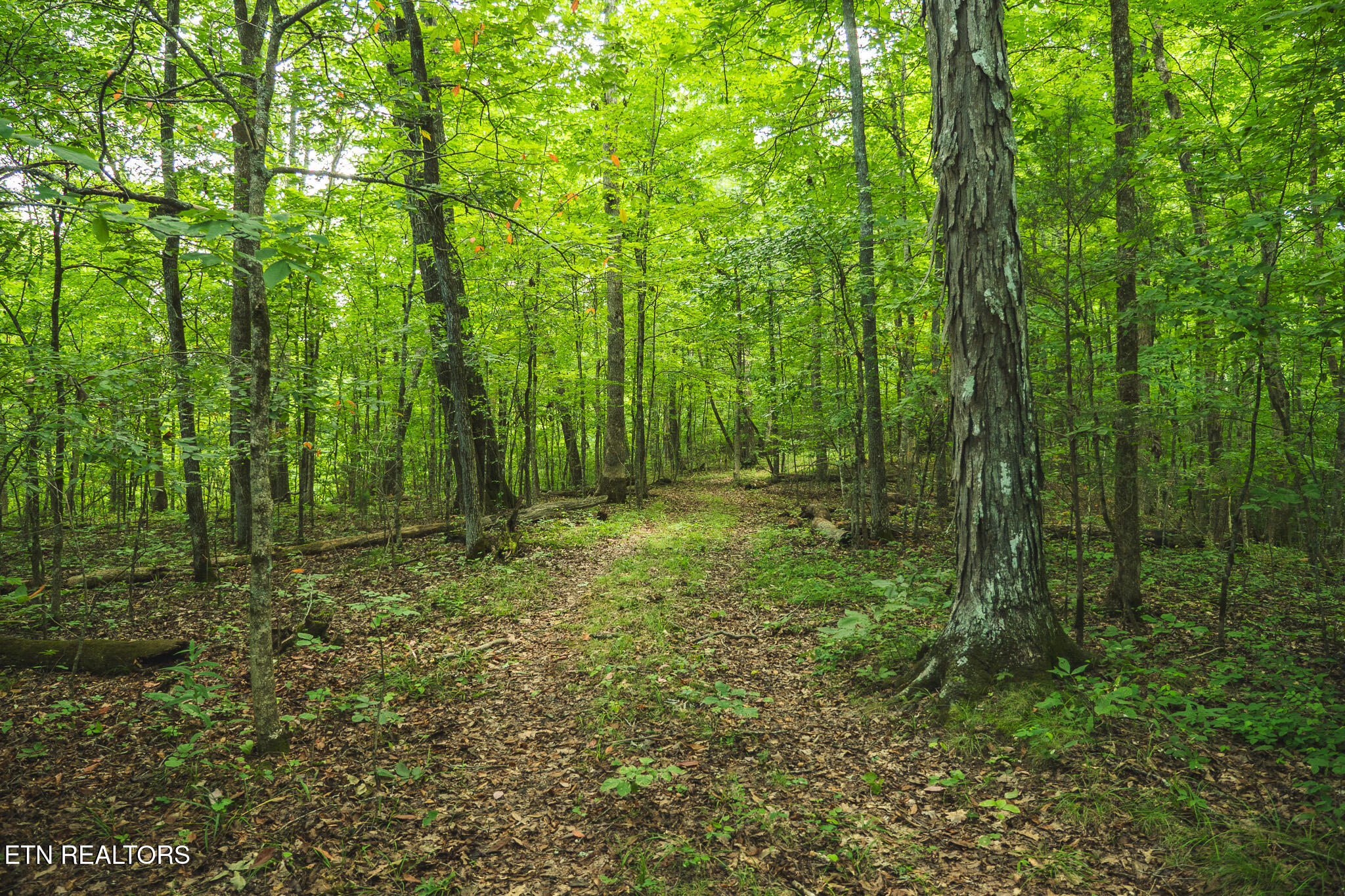 114-acres South Mohawk Road Midway, TN 37809 - Photo 44 of 49 P1111640