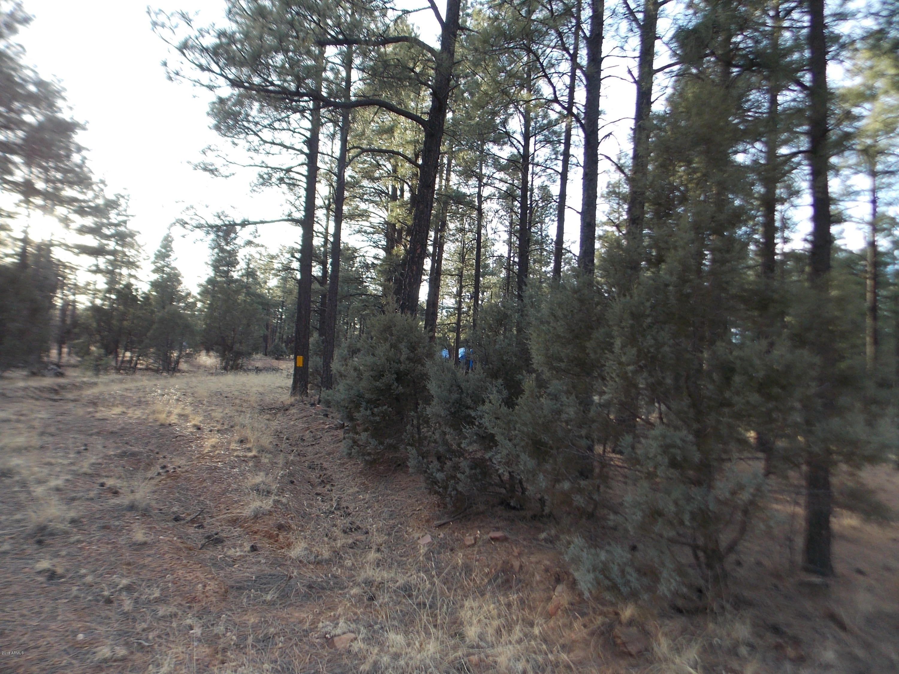 2778 Canyon Ridge Road, Unit 107 Overgaard, AZ 85933 - Photo 3 of 8 DSCN9043