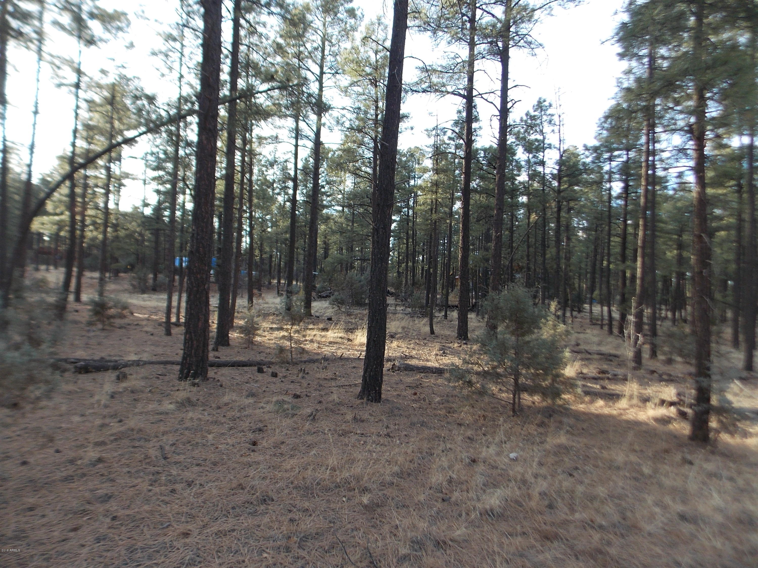 2778 Canyon Ridge Road, Unit 107 Overgaard, AZ 85933 - Photo 5 of 8 DSCN9045