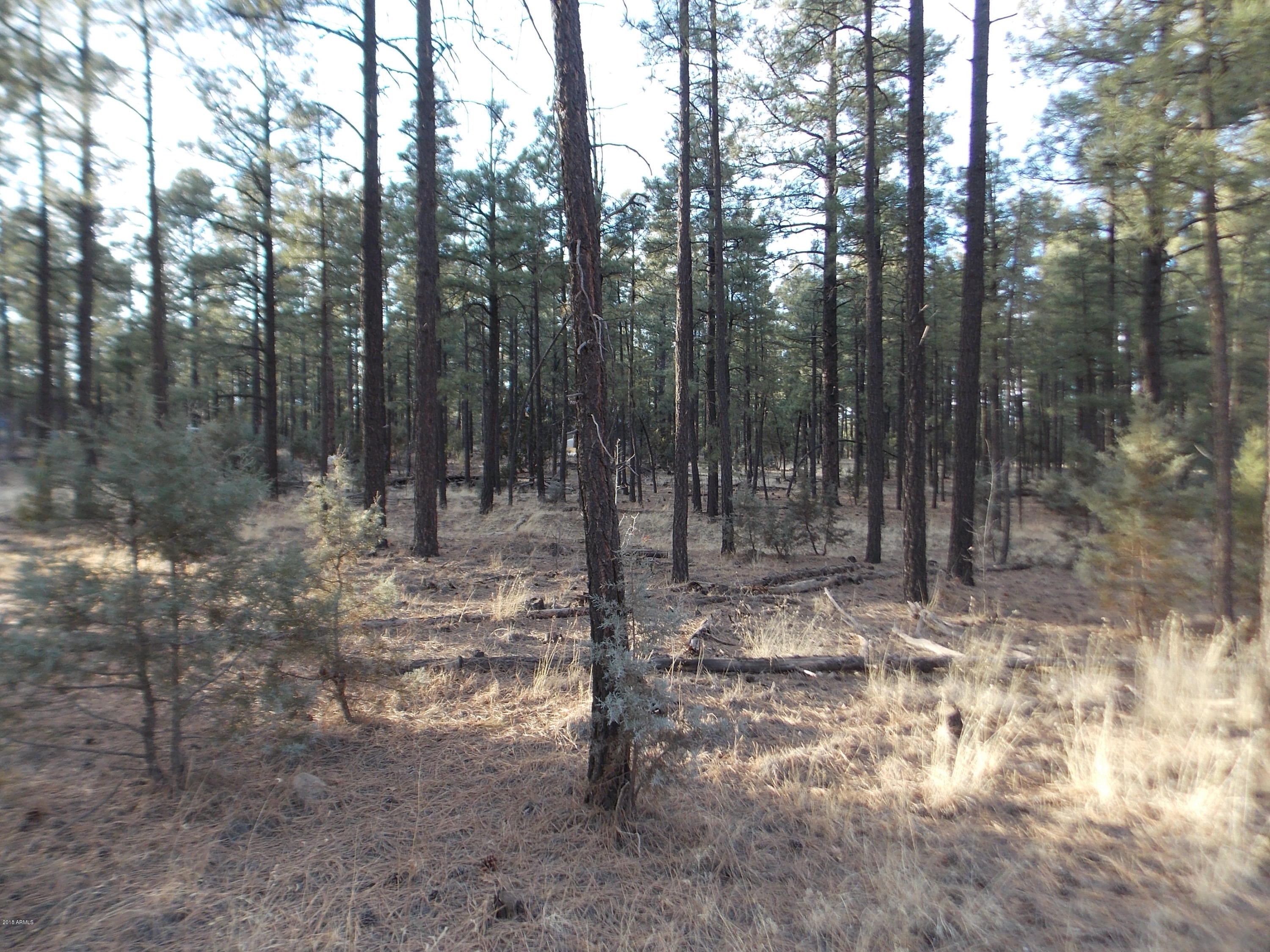 2778 Canyon Ridge Road, Unit 107 Overgaard, AZ 85933 - Photo 8 of 8 DSCN9048