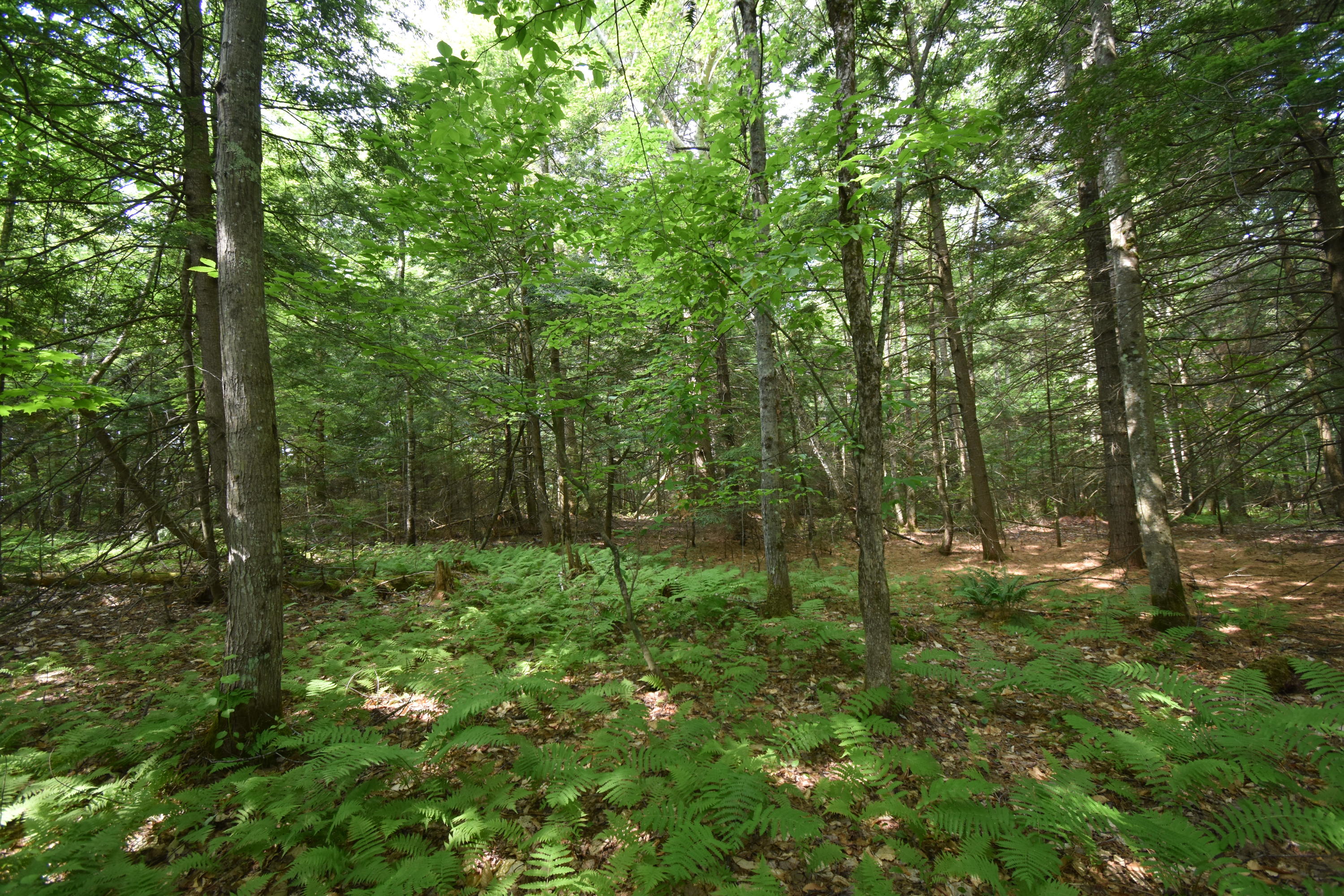 0 Rodrigue Lane Readfield, ME 04355 - Photo 24 of 51 DSC_0531