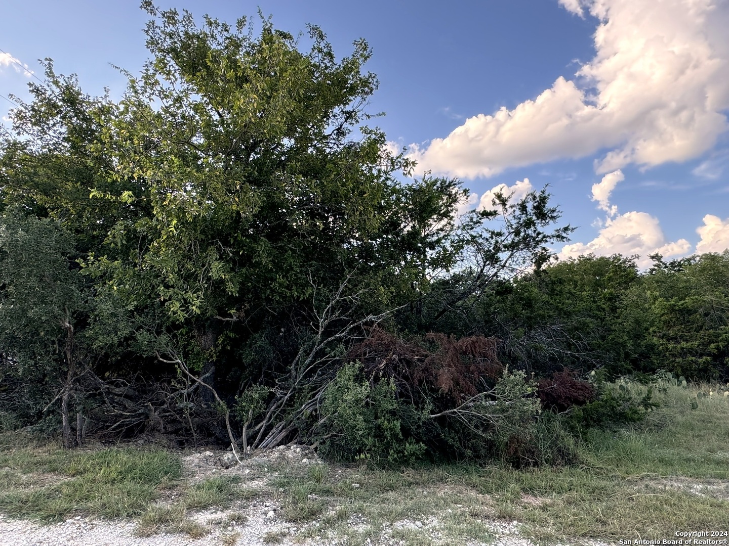 Lot 10 Rocky Point Drive Spring Branch, TX 78070 - Photo 6 of 9 a view of a tree in a yard