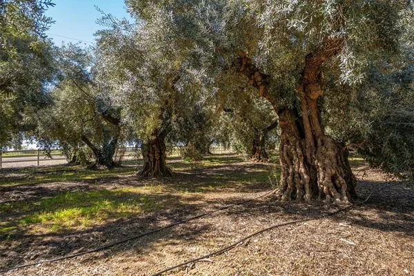 $725,000 | 24840 South, Corning, CA 96021