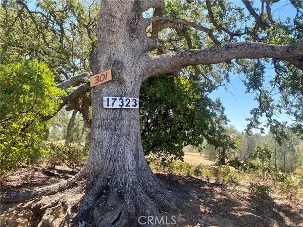 a view of a tree in a yard