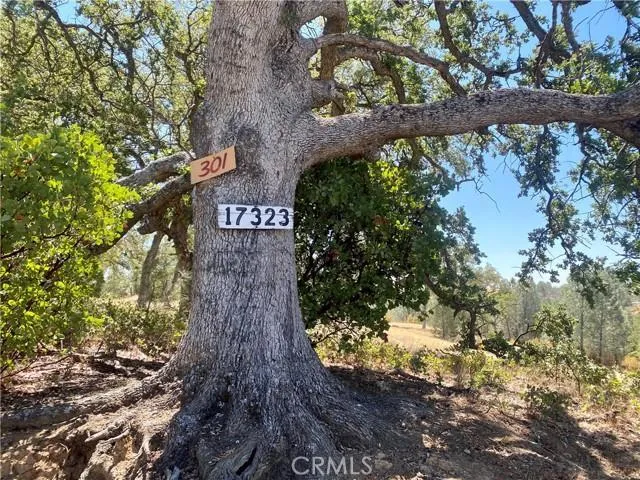 a view of a tree in a yard