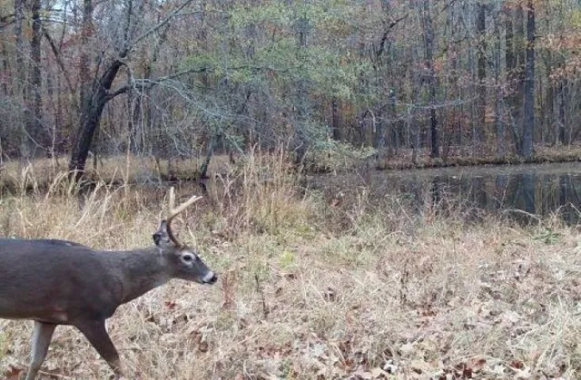 a view of swimming pool with a yard
