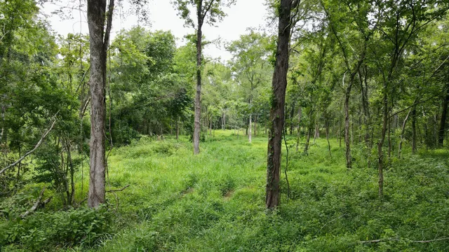 a view of outdoor space and view of trees