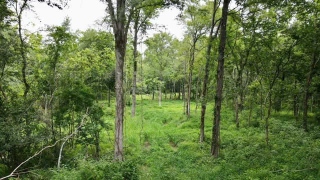 a view of outdoor space and trees from a yard