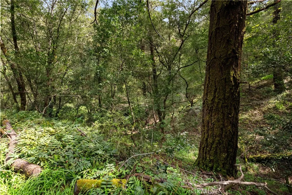 305 Resaca Forest Knolls, CA 94933 - Photo 18 of 21 a view of a yard with a tree