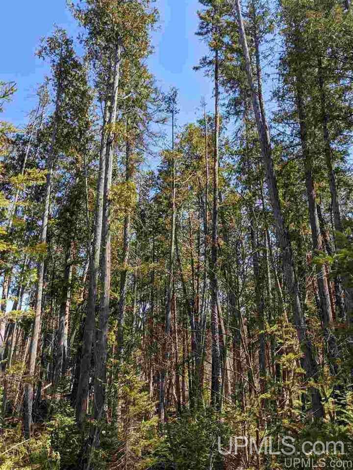 Tbd Off Leeman Road, Unit SENW NESW Sagola, MI 49881 - Photo 18 of 18