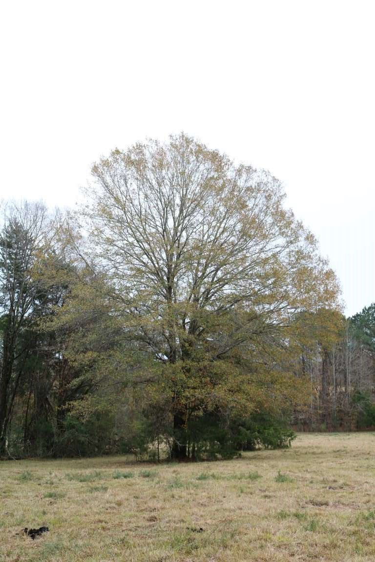 0 Davis Crossing Road Canton, MS 39046 - Photo 35 of 41 Photo 36