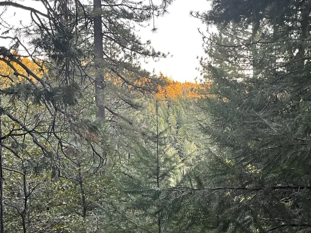 a view of a tree in the middle of a yard