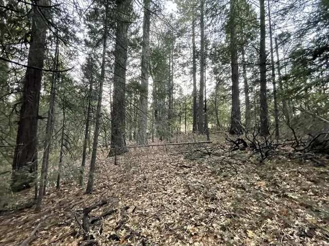 a view of a forest with trees