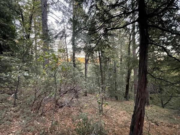 a view of a forest with trees in front of it