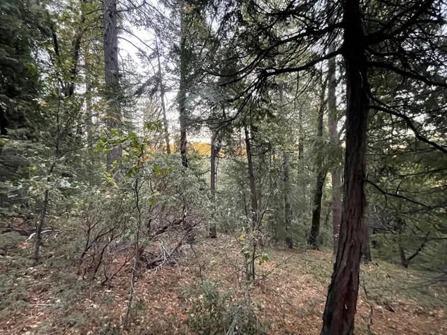 a view of a forest with trees in front of it