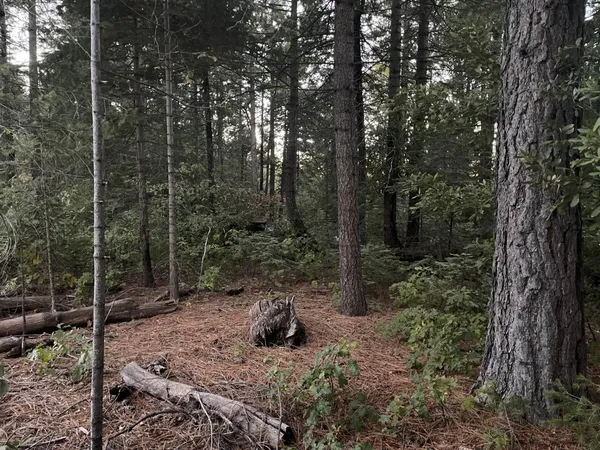 a big yard with lots of green space and trees