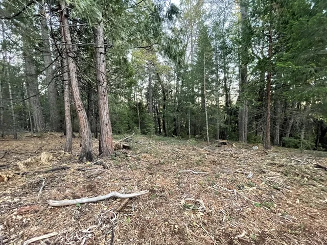a large tree covered with tall trees