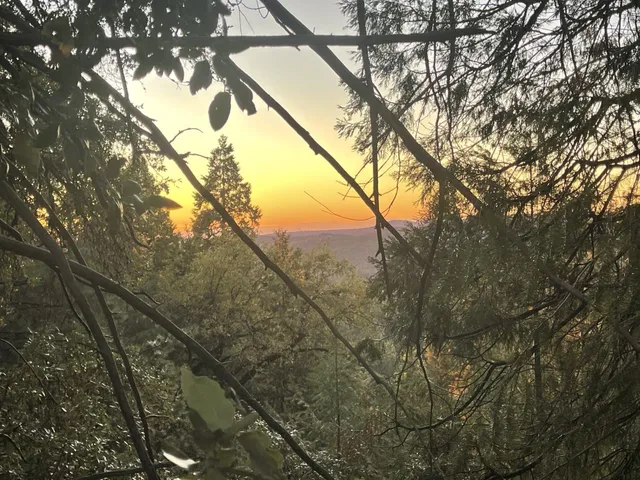 a view of a forest with a tree
