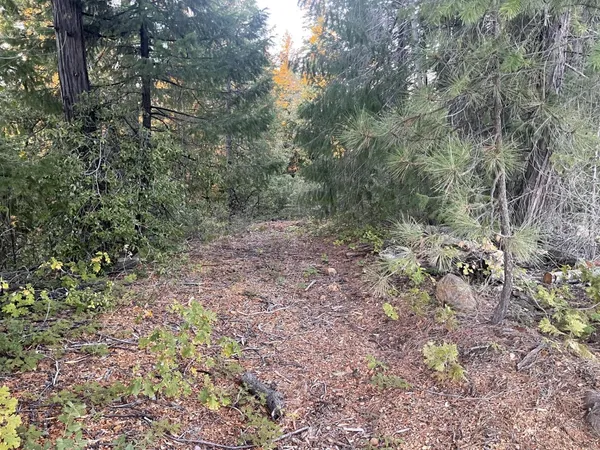 a view of a forest that has a tree