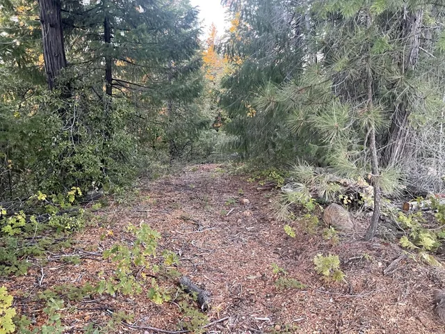 a view of a forest that has a tree