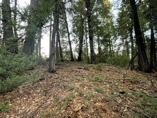 a view of backyard with green space