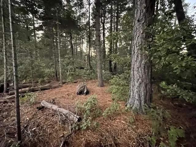 a view of a forest filled with trees