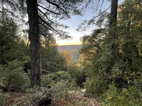 a view of a forest with trees in the background