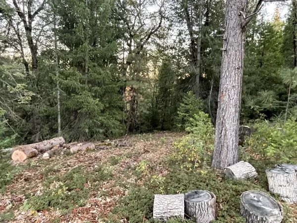 a view of a tree with a yard