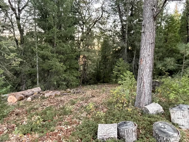 a view of a tree with a yard