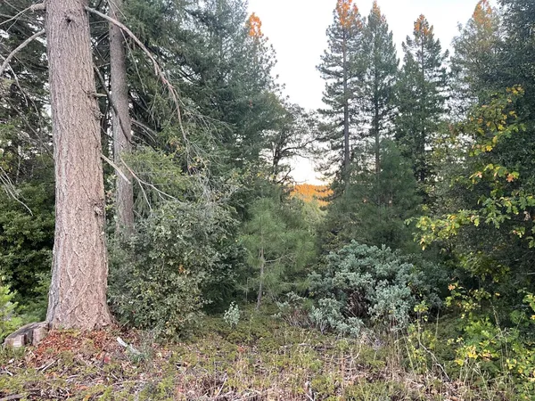 a view of a forest with a tree